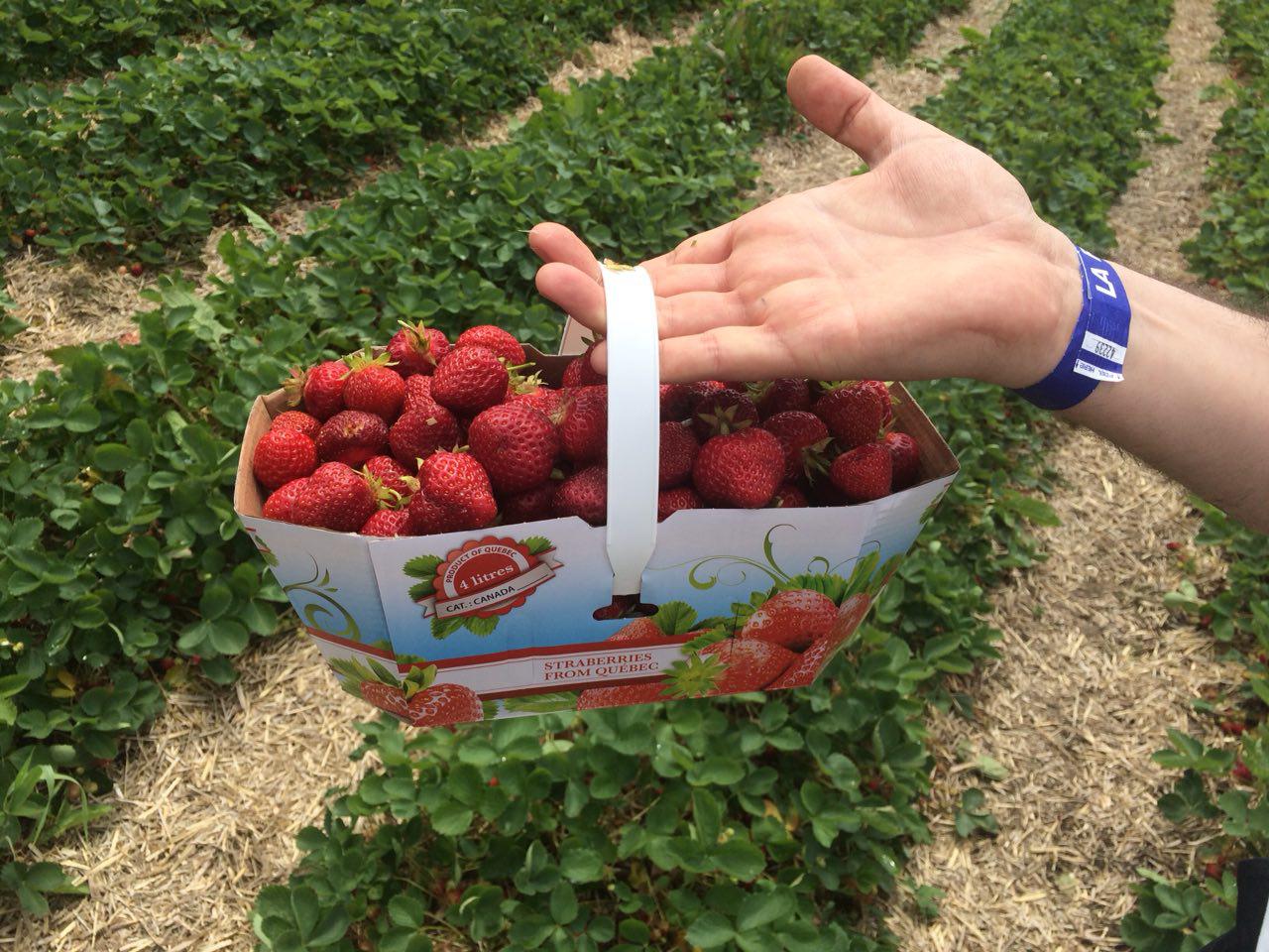 چیدن توت‌فرنگی از مزرعه، یکی از تفریحات محبوب آخرهفته‌های مونترالی‌هاست / عکس: هدی حسینی
