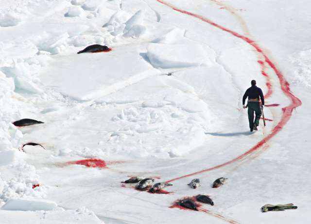 Sealers killing harp seal pups. (c) AFP, Getty, IFAW 2008