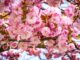 شکوفه‌های گیلاس