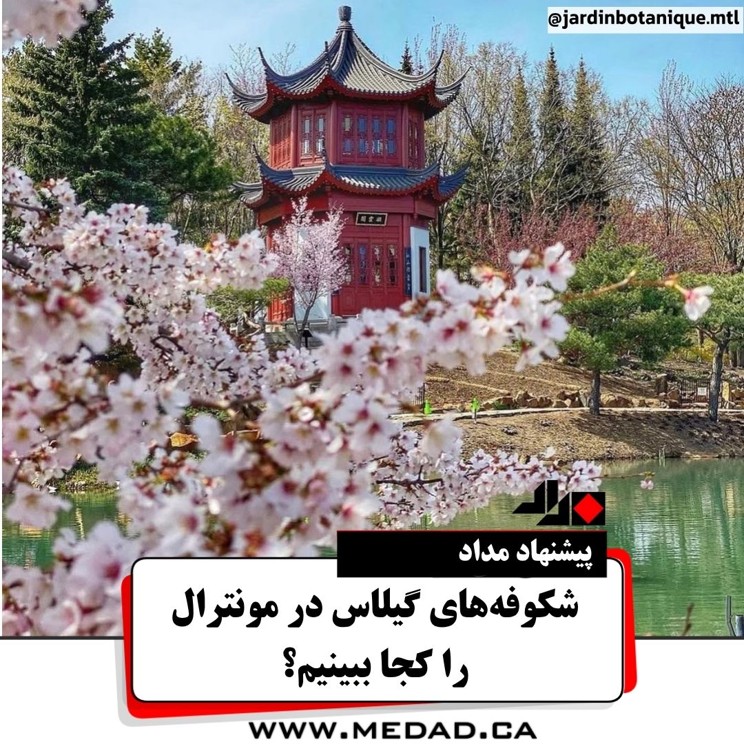 شکوفه‌های گیلاس در مونترال را کجا ببینیم؟